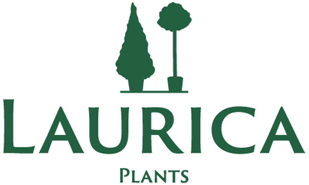 Laurica Plants